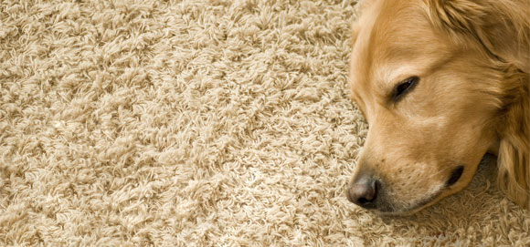 pet odor and stain removers