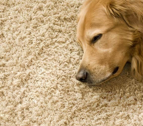 This image shows a dog laying on the carpet.