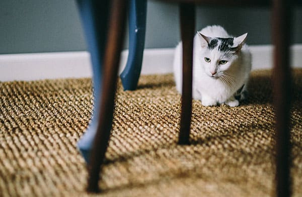 This image shows a cat on the carpet.